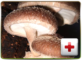 Shiitake Mushroom | Mushroom Guru