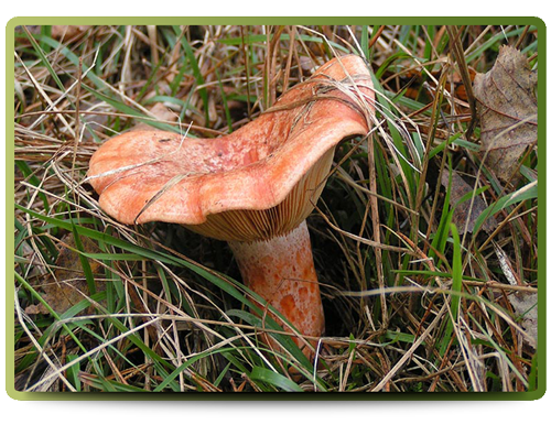 New Zealand Mushrooms! Part 2 | fungi foodie
