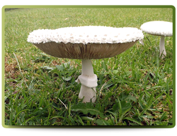 White Parasol mushroom