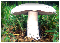 Picture of a field mushroom - edible mushroom