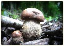 Poplar Boletus - edible mushroom