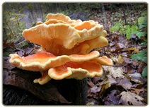 Sulphur Shelf - edible mushroom