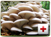 Oyster Mushroom | Mushroom Guru
