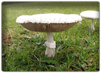 White Parasol - edible mushroom