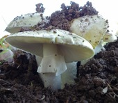 Death Cap mushroom | Mushroom Guru