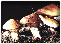 Slippery Jack - edible mushroom