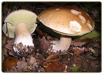 Porchini Mushroom - edible mushroom