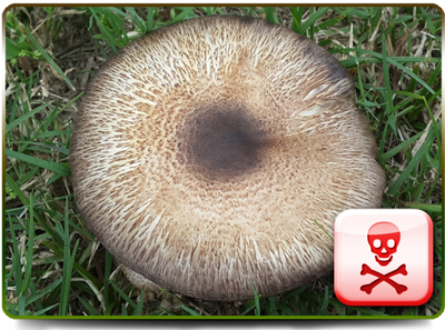 Magic Mushrooms - Growing Shrooms 2