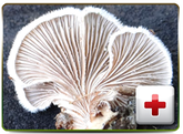 Split-gill mushroom | Mushroom Guru