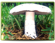 Field Mushroom Agaricus campestris