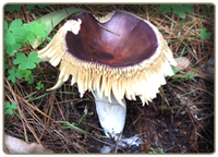 Russula Capensis - edible mushroom