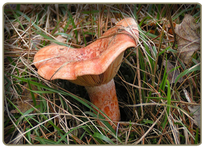 Red Pine Mushroom - edible mushroom