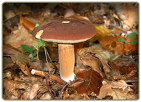 Boletus badius - edible mushroom
