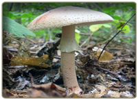 Blusher Mushroom - edible mushroom