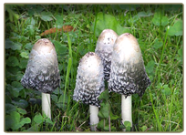 Shaggy ink-cap (Coprinus comatus) - edible mushroom
