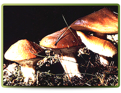 Slippery Jack mushroom