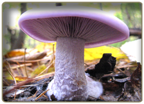 Wood Blewit - edible mushroom