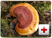 Reishi Mushroom | Mushroom Guru