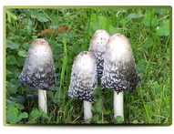 Shaggy ink-cap mushroom