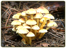Split-gill mushroom